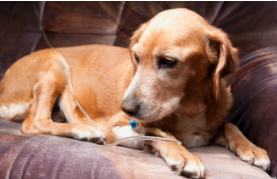 狗狗冠状病毒撑过5天会好吗（犬冠状一般需要打几天针呢）