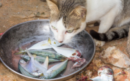 猫吃鱼怎么样（猫吃鱼的好处和坏处）