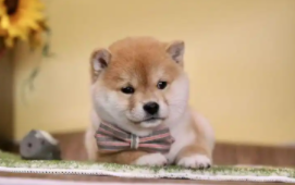 日本柴犬多少钱一只（纯种日本柴犬多少钱一只）