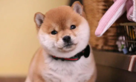 日本柴犬的优点和缺点（柴犬的致命缺点）