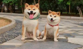 日本柴犬和中国柴犬的区别（日本柴犬和中国柴犬的区别是什么）