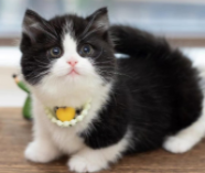 猫脸形状有哪几种（猫系脸长相特征）