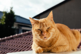 橘猫最稀有的品相特点是什么（橘猫最稀有的品相）