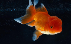 能自然过冬的观赏鱼（什么观赏鱼耐寒又耐热）