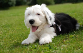 古牧犬怎么看纯不纯的（纯种古牧犬是什么颜色）