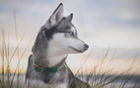 没有汗腺的狗的症状（狗狗的汗腺发达么）