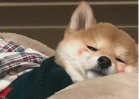 赛季柴犬价格（柴犬最低价）