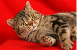 美国硬毛猫怎么养（美国硬毛猫情侣头像）