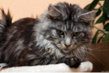 世界十大巨型猫（世界体型最大的猫）