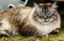 巨型猫品种大全（中国体型最大的猫）