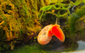 鱼缸里的苹果螺越来越多怎么办（清理苹果螺的天敌）