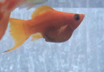 玛丽球鱼冬天要加热吗（玛丽鱼一胎分几次生）