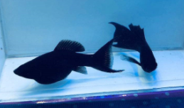 黑玛丽和玛丽球的区别（玛丽球鱼适应脏的水质吗）