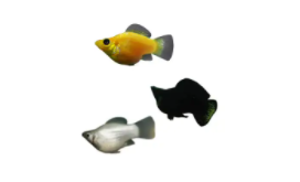 养黑玛丽鱼的注意事项（玛丽鱼可以和孔雀鱼混养吗）