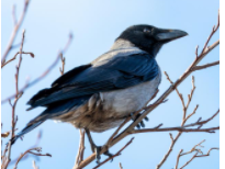 宠物鸟排行（最聪明的宠物鸟排行）