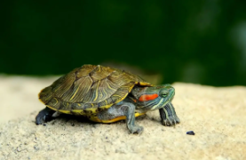 冬天乌龟白眼病怎么治最快（如何治疗乌龟白眼病）