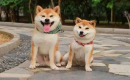 日本柴犬狗图片（日本柴犬简介）