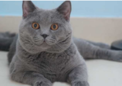 包子脸蓝猫（蓝猫的眼睛是什么颜色就比较正宗）