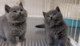 猫肚子一抽一抽的怎么回事（猫身体一抽一抽的,像震动）