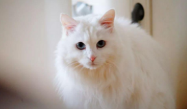 安哥拉猫怎么辨别（安哥拉猫和白猫的区别）