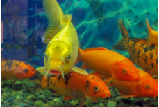 观赏鱼虾蟹混养最佳搭配（招财鱼十大混养）