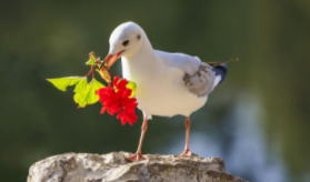 海鸥的笑声（海鸥的动物类型）
