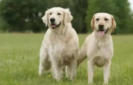 金毛好还是拉布拉多好（金毛好还是拉布拉多好还是泰迪好）