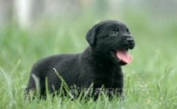 平毛寻回犬胸前有白毛吗（平毛寻回犬2个月注意什么）