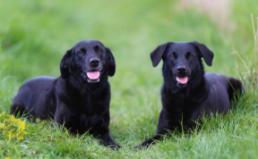 黑拉布拉多犬长什么样（黑拉布拉多犬好吗）