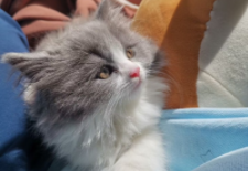 蓝猫眼睛颜色等级（蓝白英短的眼睛颜色等级）