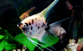 神仙鱼是淡水鱼吗（神仙鱼咬其他鱼怎么回事）