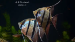 秘鲁神仙鱼能长多大（秘鲁神仙鱼的喂食方式）