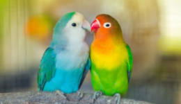 费氏牡丹鹦鹉和小太阳的区别（牡丹和小太阳的区别）