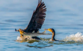 鸬鹚孵化期多少天（鸬鹚蛋多少天出壳）