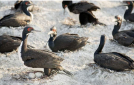 鱼鹰和鸬鹚的区别（鸬鹚是什么）