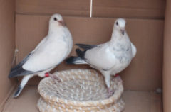 鸽子喜欢什么气味能吸引鸽子（鸽子怕什么气味刺激）