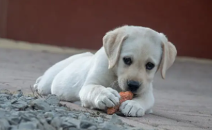 拉布拉多真假区别图片（拉布拉多犬的致命缺点）