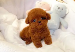 泰迪狗多少钱一只幼崽出售（泰迪犬多少钱一只幼崽）