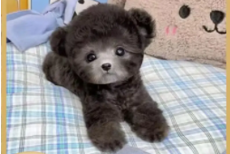 泰迪狗多少钱一只黑色（泰迪纯黑的多少钱一只）