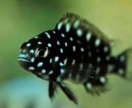 珍珠蝴蝶鱼（珍珠蝴蝶鱼的喂食方法）