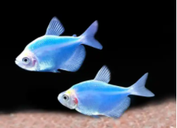 什么观赏鱼耐寒又耐热（一年四季不用加热的观赏鱼）