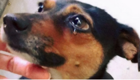 狗狗的眼泪像水一样流怎么回事（狗狗眼睛一直流眼泪）