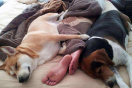 狗可以和人睡一个房间吗（狗狗到底能不能跟人睡）