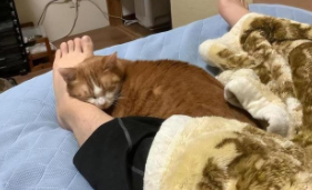 猫咪喜欢睡在主人的衣服旁边（猫咪不跟主人一起睡了）