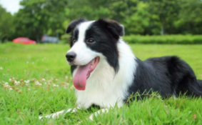 十大聪明犬排名（世界犬智商排名）