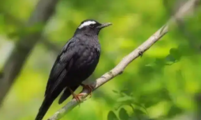 白喉短翅鸫叫的好听吗（鸫鸟类哪种叫的最好）