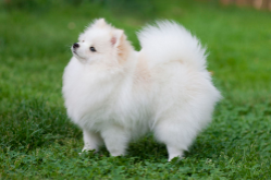 白色泰迪狗多少钱一只（白色泰迪狗多少钱一只幼崽）