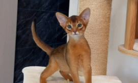 红阿比西尼亚猫（阿比西尼亚猫哪个色最贵）