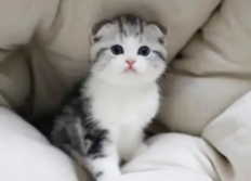 苏格兰立耳猫是什么品种（苏格兰折耳猫的性格特点）