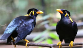 鹩哥喂养注意事项（鹩哥吃啥效果最好）